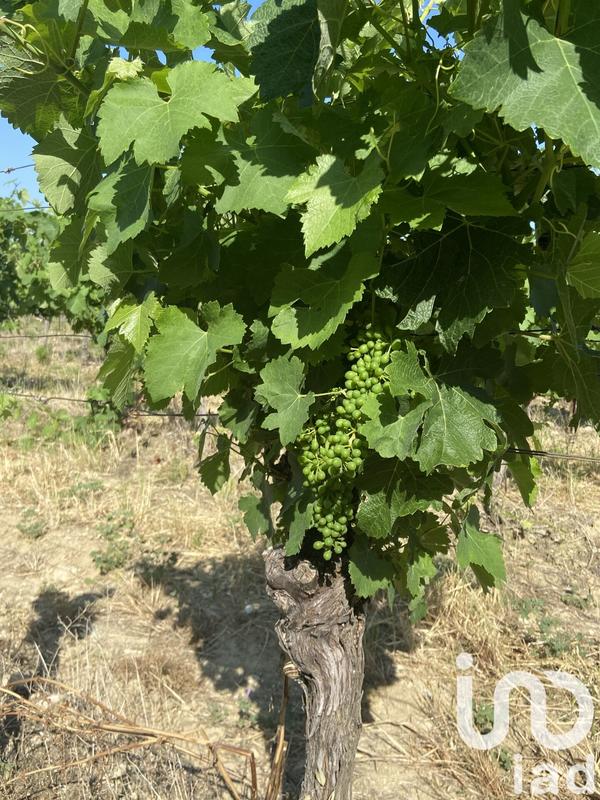 Terrain agricole - 52 610 m²