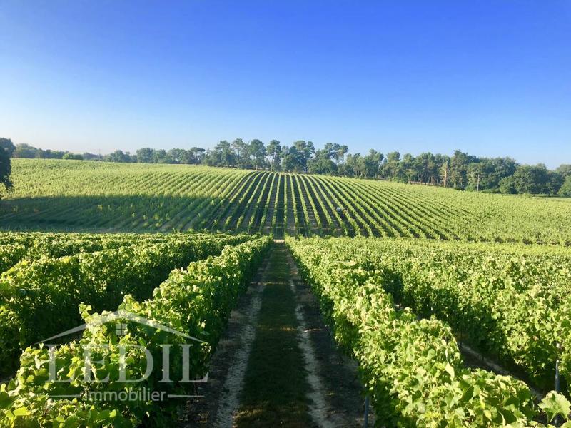 Propriété viticole - 180 m² - 5 pièces