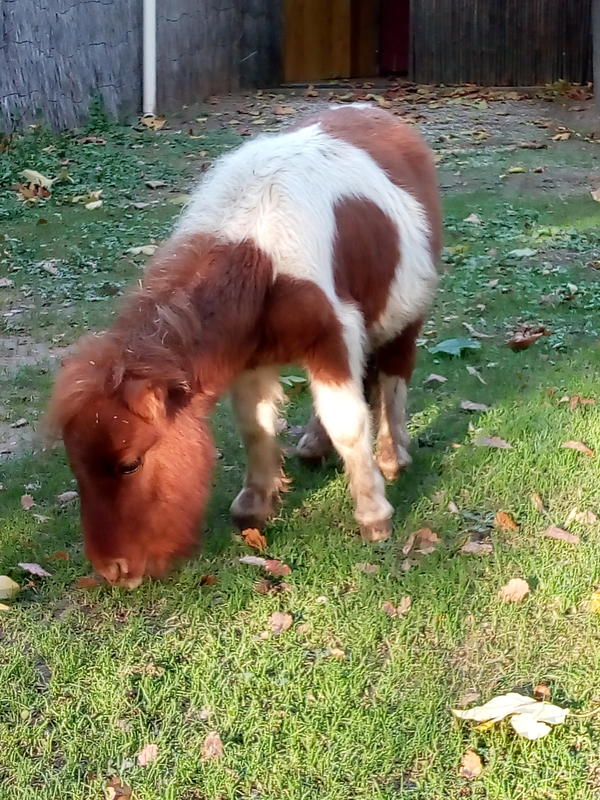 Jardin animalier de Mialet