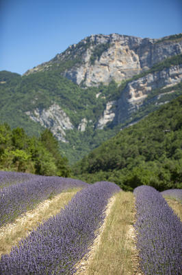 Distillerie des 4 Vallées