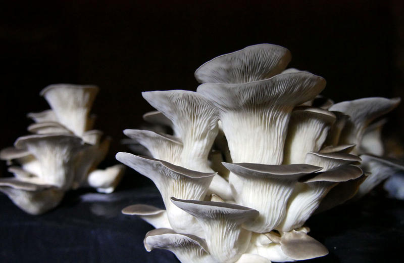 A la Carrière du bienheureux