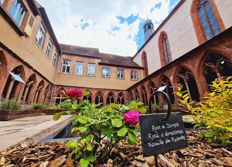 Visite commentée du jardin des plantes médicinales