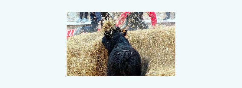 Journée taurine à la Manade Gillet