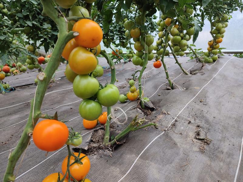 Le Goût des Saisons