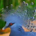 Jardin d'Oiseaux Tropicaux