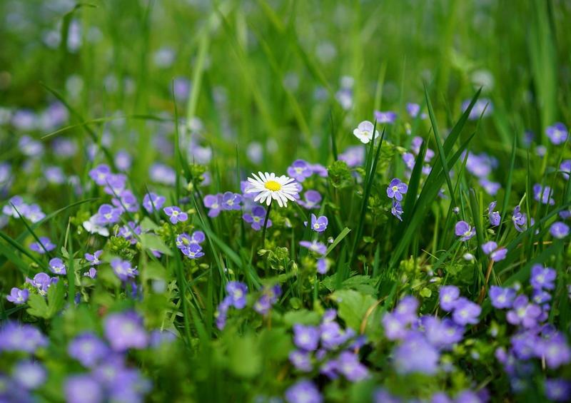 Sortie nature Cpie Pays Basque : "La science infuse"