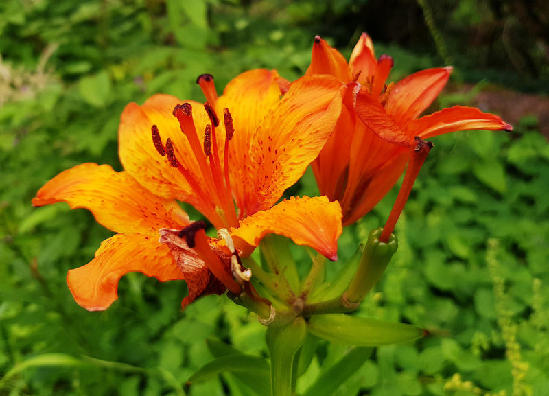 Ouverture du Jardin Botanique