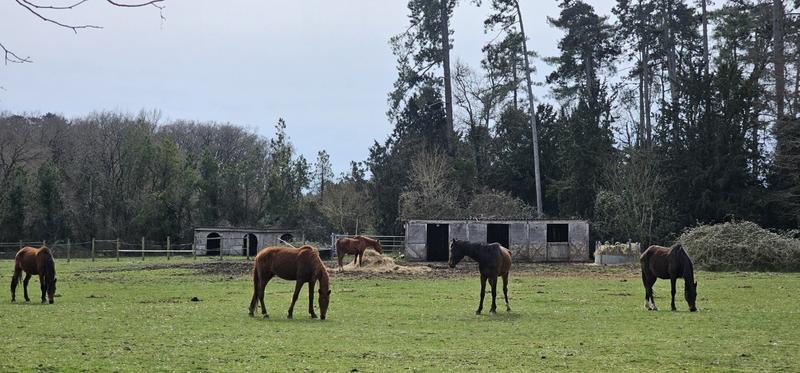 Manoir - 600 m² - 12 pièces