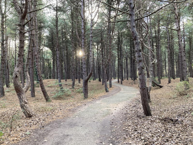 Visite guidée - Grande balade "Les charmes de la forêt"