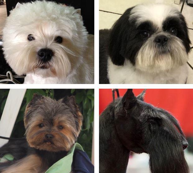 Les Chiens de Caroline