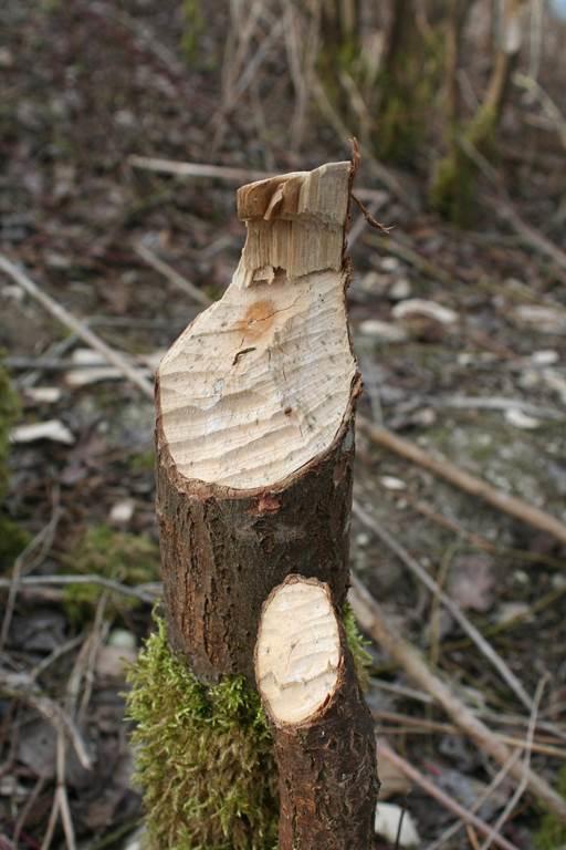 Sortie nature : le Castor d'Europe