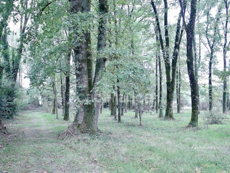 Maison de maîtres - 237 m² - 15 pièces