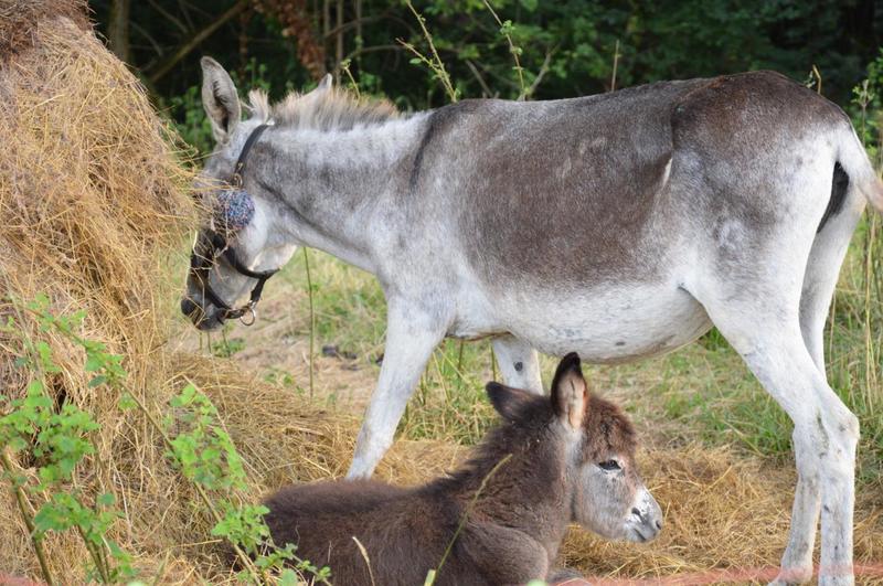 Camping Sites &amp; Paysages le Moulin