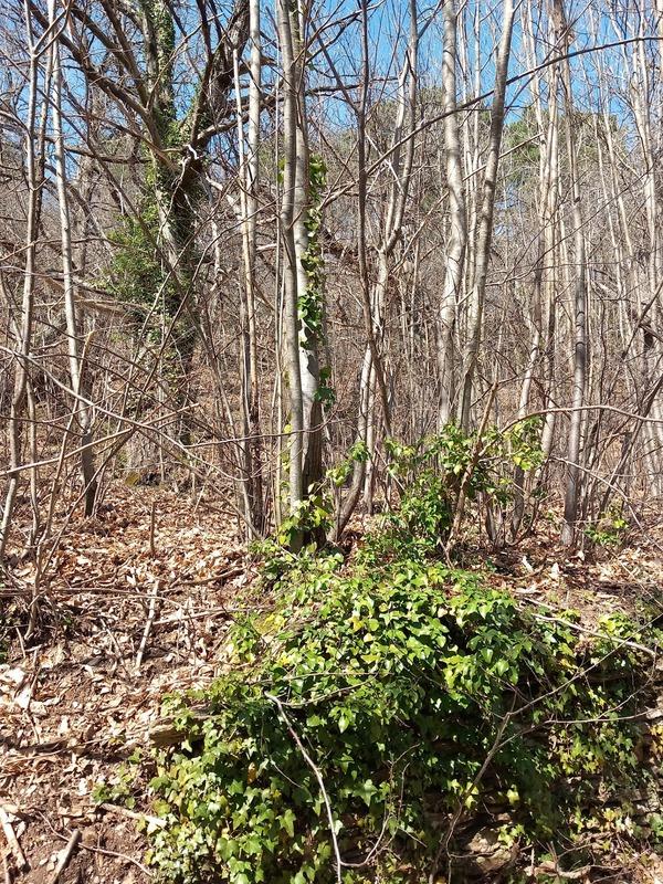 Maison de village - 60 m² - 2 pièces