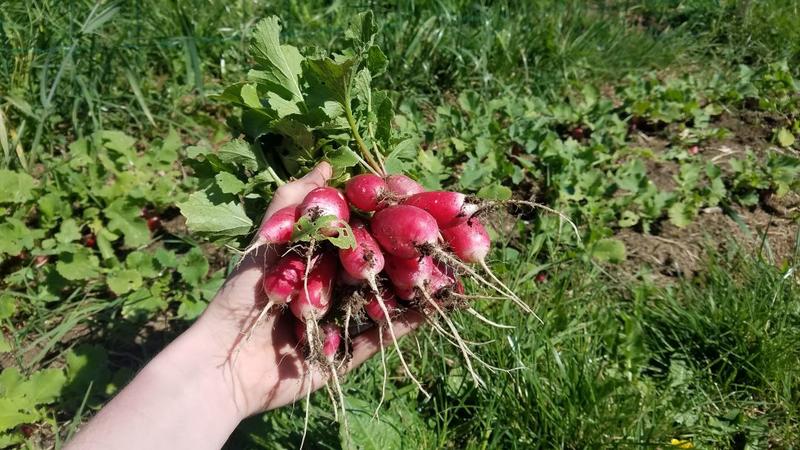 Stage week-end Permaculture