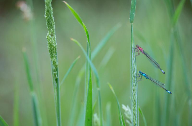 Les dragons des mares de Conteville