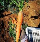 Aux Jardins du Soubeau