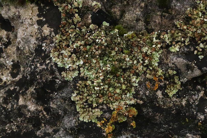 Biodiversité, Nouveaux Outils et Initiatives d'Inventaires