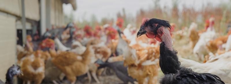 Ferme de la Chambrerie