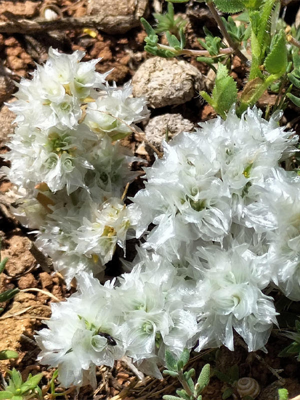 Sortie nature du Muséum : découverte de la flore de l'étang de Bolmon