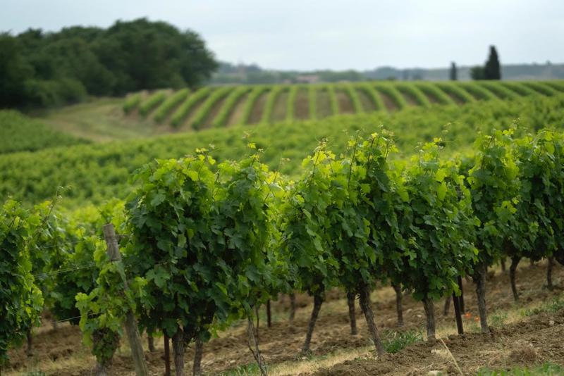 Terrain agricole - 360 000 m²