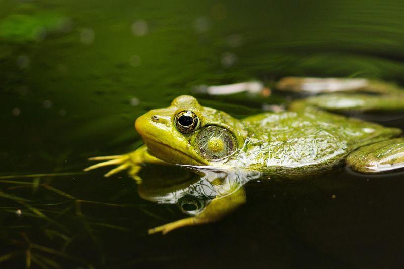 Printemps de la biodiversité - Sortie nocturne à la rencontre des amphibiens
