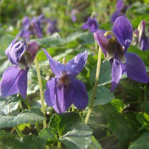 Domaine du Mas de l'Olivine