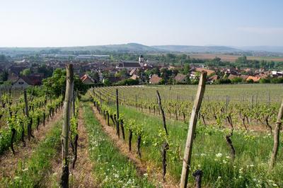 Marche du Téléthon