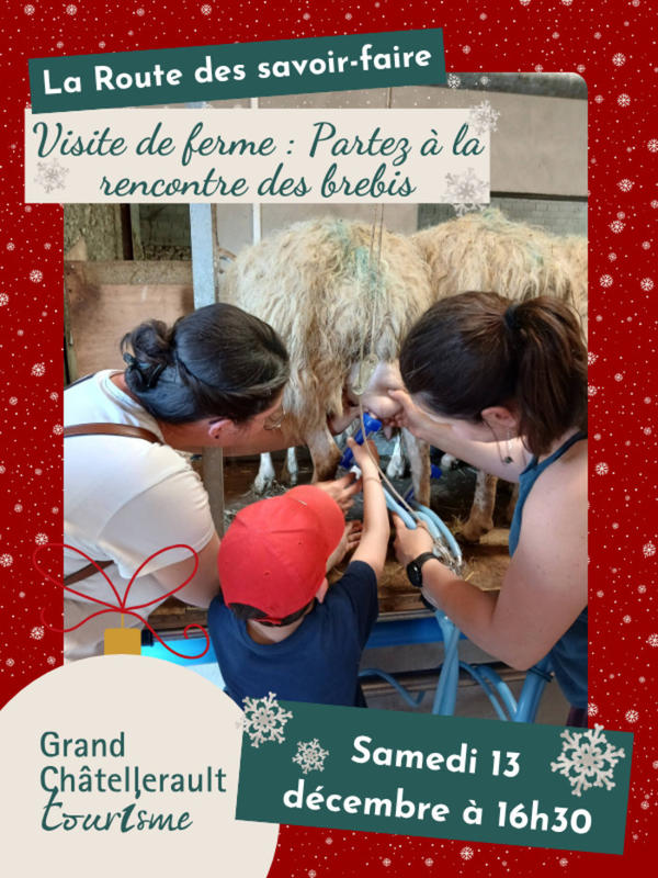 Visite de ferme : Partez à la rencontre des brebis