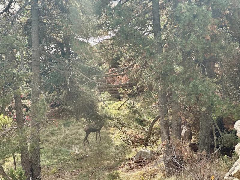 Terrain constructible - 1 572 m²