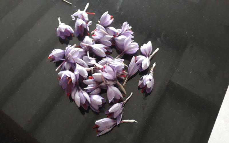 Sortie nature Cpie Pays Basque : "Une épice nommée Safran"