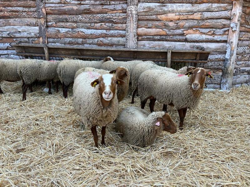 Pastoralisme d’aujourd’hui, du mouton à la laine