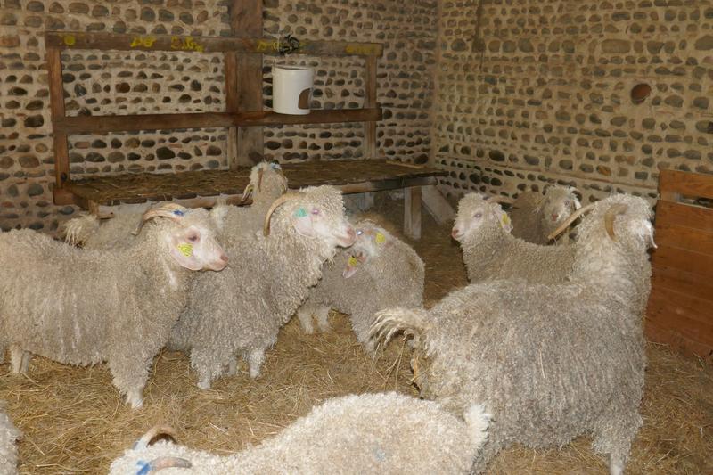De ferme en ferme : Ferme Borda d'Arsaut