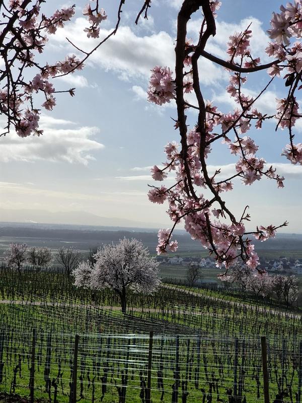Balade contée sur le Mandelberg, la Colline des amandiers