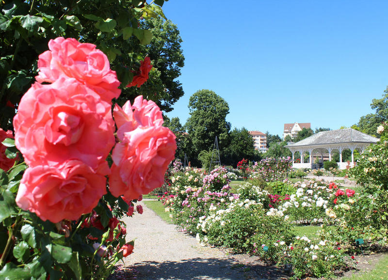 Fête des Roses