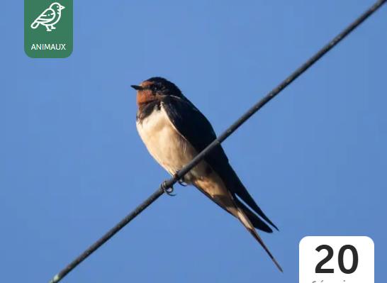 L'hirondelle fait le printemps