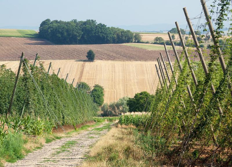 Visite guidée en remorque tractée du Sentier du Houblon
