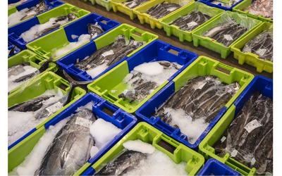 Visite Pays d’art et d’histoire : &quot;Le port de pêche et sa criée&quot;