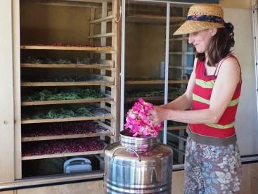 Rendez-vous au jardin des roses