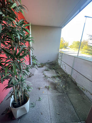 Local commercial - 35 m² - 2 pièces