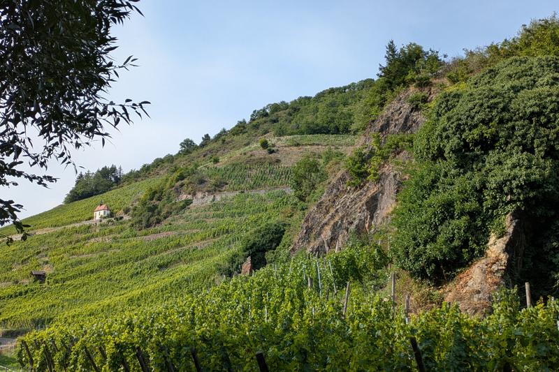 Ebike dans le vignoble du Rangen