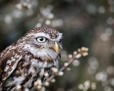 Cinéma - le Chant des forêts