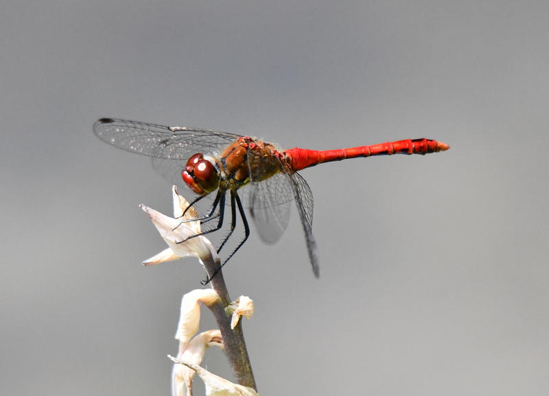 Insectes auxiliaires de nos jardins