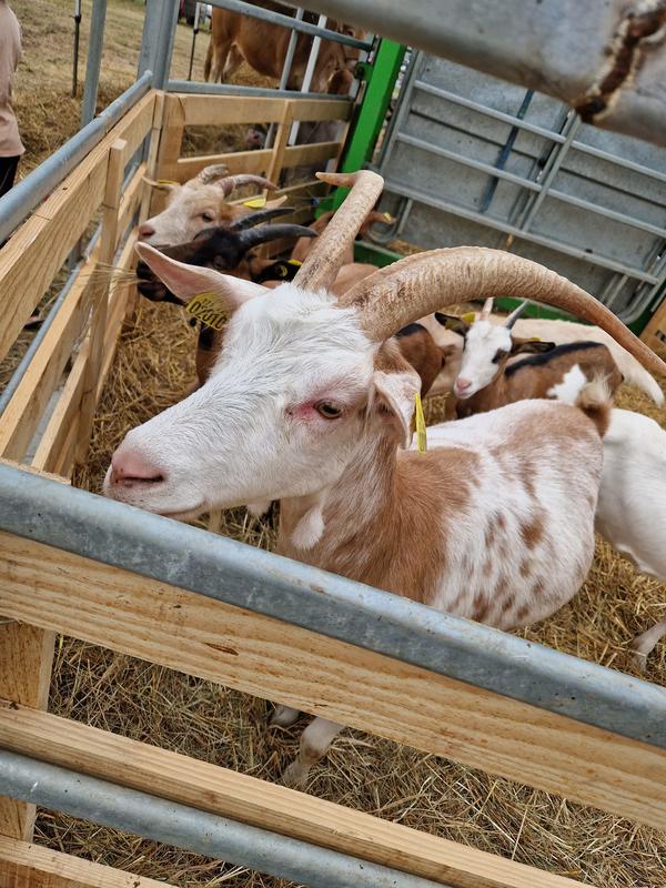 Grande Foire Agricole