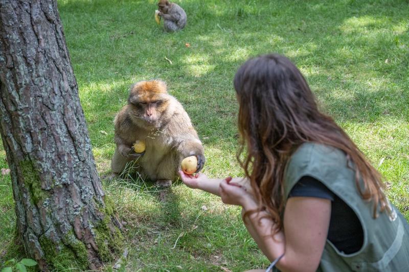 Visite privée et petit déjeuner avec les singes