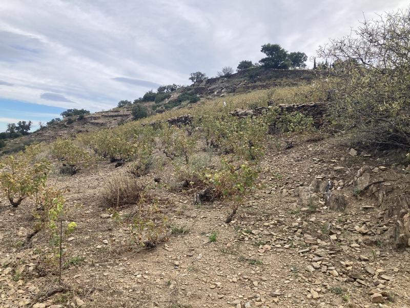 Terrain agricole - 10 846 m²