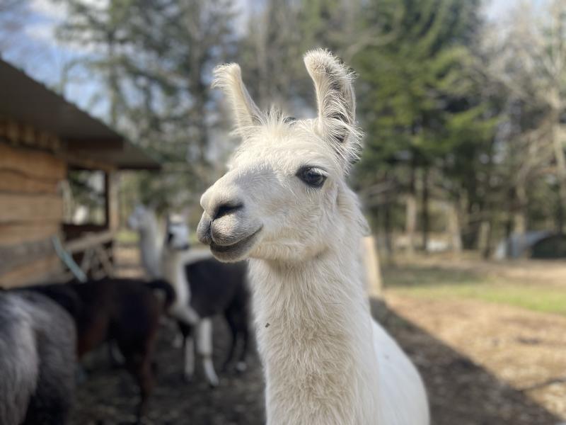 Vacances d'été à Lama Loisirs