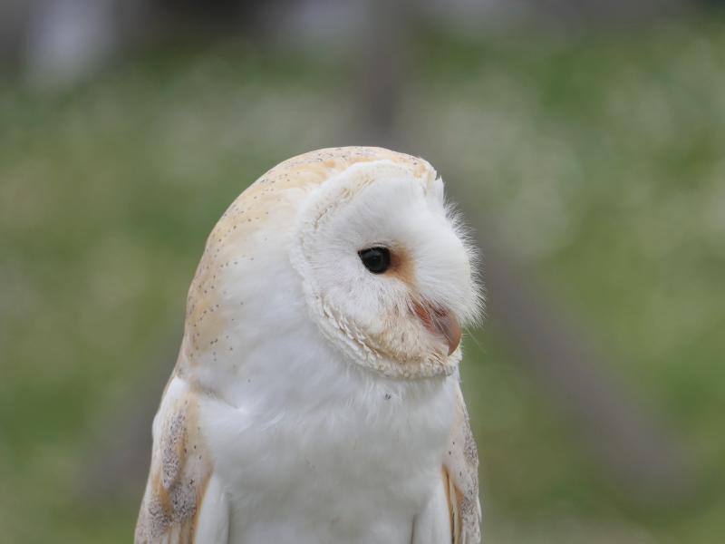 Sortie Natura 2000 "Les 4 Fantastiques" : sur les terres des Rapaces Diurnes