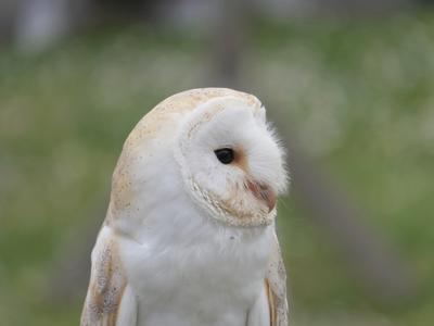 Sortie Natura 2000 "Les 4 Fantastiques" : sur les terres des Rapaces Diurnes