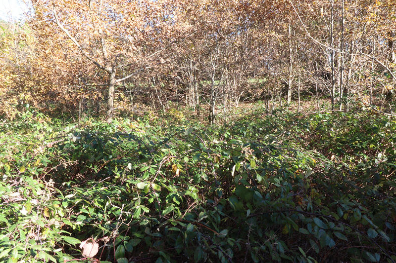 Maison - 45 m² - 1 pièce